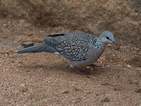 <h3><a href="/trips/srilanka/biota/animalia/chordata/aves/026 columbiformes/001 columbidae/spilopelia chinensis/spilopelia chinensis-nl.html">Spilopelia&nbsp;chinensis</a> / Spotted&nbsp;dove / Parelhalstortel</h3>NIKON D500 met AF-S Nikkor 80-400mm f/4.5-5.6G ED VR, 1/800 sec  bij F7.1, ISO 320, afstand 7.94&nbsp;m